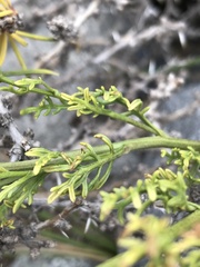 Senecio microphyllus