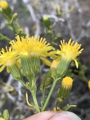 Senecio microphyllus