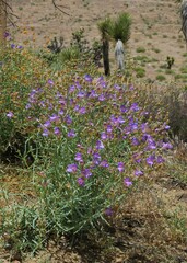Penstemon incertus