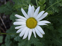 Argyranthemum broussonetii image