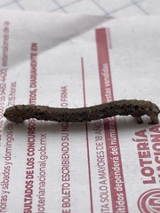 Arsenura polyodonta