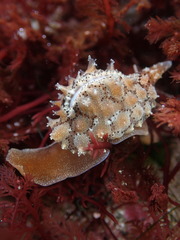 Pusula solandri