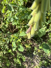Crotalaria incana