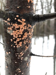 Aleurodiscus amorphus