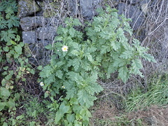 Argyranthemum broussonetii image