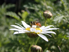 Chrysotoxum triarcuatum
