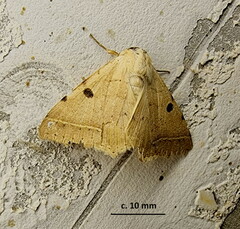 Ctenusa pallida