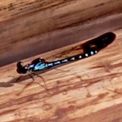 Heliocypha perforata