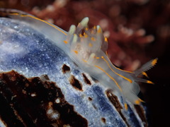 Ancula gibbosa