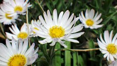 Erigeron caespitosus