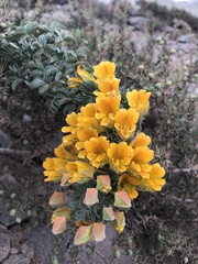 Tropaeolum polyphyllum