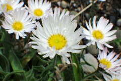 Erigeron caespitosus