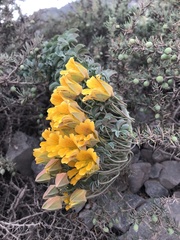 Tropaeolum polyphyllum