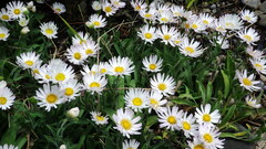 Erigeron caespitosus