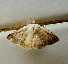Ctenusa pallida
