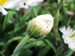 Erigeron caespitosus