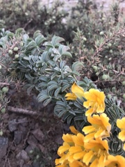 Tropaeolum polyphyllum