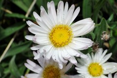 Erigeron caespitosus