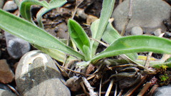 Erigeron caespitosus