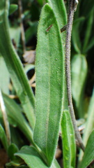 Erigeron caespitosus