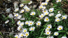 Erigeron caespitosus