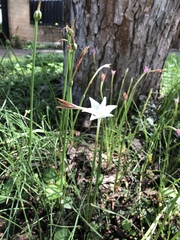 Zephyranthes chlorosolen