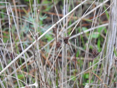 Schoenus nigricans