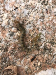 Scolopendra polymorpha