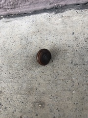 Helminthoglypta sequoicola