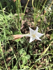 Zephyranthes chlorosolen