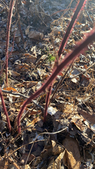 Rubus phoenicolasius