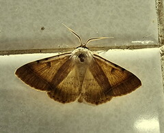 Ctenusa pallida