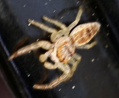 Hentzia