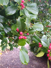 Ilex opaca