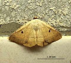 Ctenusa pallida