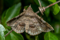 Azeta repugnalis