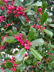 Ilex opaca