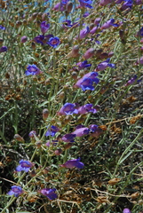 Penstemon incertus