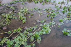 Ludwigia taiwanensis