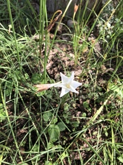 Zephyranthes chlorosolen