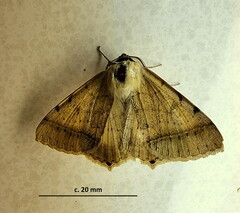 Ctenusa pallida