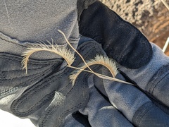 Bouteloua gracilis
