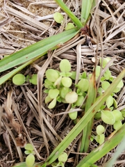 Houstonia procumbens