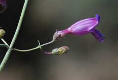 Penstemon incertus
