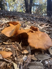 Gymnopilus luteofolius