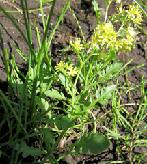 Rorippa curvisiliqua
