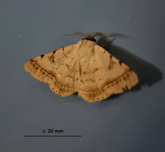 Ctenusa pallida