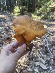 Gymnopilus luteofolius