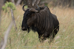 Connochaetes taurinus