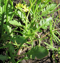 Rorippa curvisiliqua